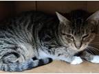 Adopt Sam a American Shorthair, Domestic Short Hair