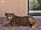 Adopt LEVI a Mixed Breed