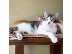 Adopt SNUFFLES a Himalayan, Domestic Short Hair