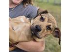 Adopt Hayden a Mixed Breed