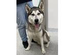 Adopt MAVERICK a Siberian Husky