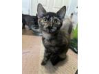 Adopt Kittens in Anchorage a Domestic Short Hair