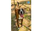 Adopt WOODS a Boxer, Mixed Breed