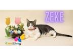 Adopt Zeke a Domestic Short Hair