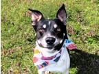 Adopt Pongo 6932 a Beagle, Rat Terrier