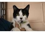 Adopt Moe a Domestic Short Hair