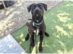 Adopt ASTRO a Pit Bull Terrier, Labrador Retriever