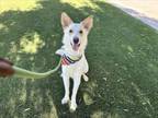 Adopt TUCKER a German Shepherd Dog, Siberian Husky