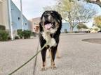 Adopt SASHA a Chow Chow, German Shepherd Dog
