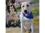 Adopt Spud a Yellow Labrador Retriever