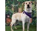 Adopt Spud a Yellow Labrador Retriever