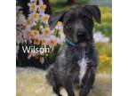 Adopt Wilson a Terrier