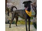 Adopt Koda a Black Labrador Retriever
