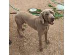 Adopt Ruger (Courtesy Listing) a Weimaraner