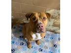 Adopt Dante a Pit Bull Terrier