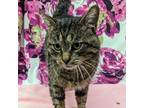 Adopt Boomer a Domestic Short Hair