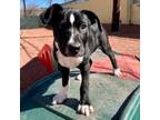 Adopt Sarge S. a Australian Cattle Dog / Blue Heeler, Pit Bull Terrier
