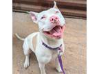 Adopt SNOOPY a Pit Bull Terrier