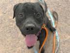 Adopt DAGGETT* a American Staffordshire Terrier, Mixed Breed