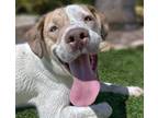 Adopt LEONARD* a Pit Bull Terrier, Mixed Breed