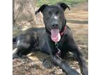 Adopt JIGGY* a Labrador Retriever, Rhodesian Ridgeback