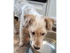 Adopt Tristen a Wire Fox Terrier