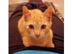 Adopt Punkin Doodle a Tabby, Domestic Short Hair