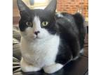 Adopt FINN a Tuxedo