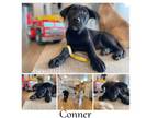 Adopt C O N N E R a Black Labrador Retriever