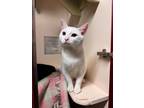 Adopt Milk #36682 a Domestic Short Hair