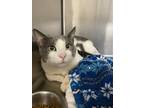 Adopt Earl Grey a Domestic Short Hair