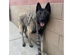 Adopt IRWIN a Akita, German Shepherd Dog