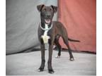 Adopt DODGER a Plott Hound