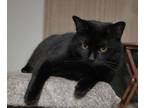 Adopt RUSSELL a Domestic Short Hair