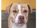 Adopt LENNY a Pit Bull Terrier