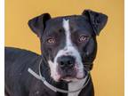 Adopt POPEYE a Pit Bull Terrier