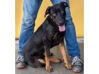 Adopt BOB a Rottweiler