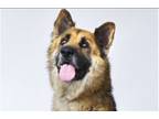 Adopt MARVIN a German Shepherd Dog
