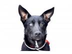 Adopt BOOGIE a German Shepherd Dog, Husky