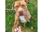 Adopt REDFORD a Pit Bull Terrier, Mixed Breed