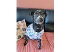 Adopt Lucas a Dalmatian