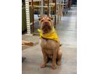 Adopt Simba (aka Chomper) a Shar-Pei