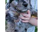 Mutt Puppy for sale in Milan, MO, USA
