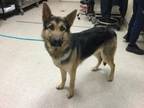 Adopt Dog a German Shepherd Dog