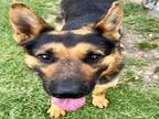 Adopt Dog a German Shepherd Dog