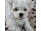 Maltese Puppy for sale in The Villages, FL, USA