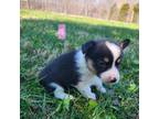 Pembroke Welsh Corgi Puppy for sale in Westmoreland, TN, USA