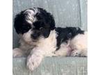 Shih-Poo Puppy for sale in Sarcoxie, MO, USA