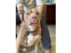 Adopt Will a Pit Bull Terrier