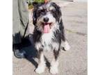 Adopt Buddy a Bearded Collie, Havanese